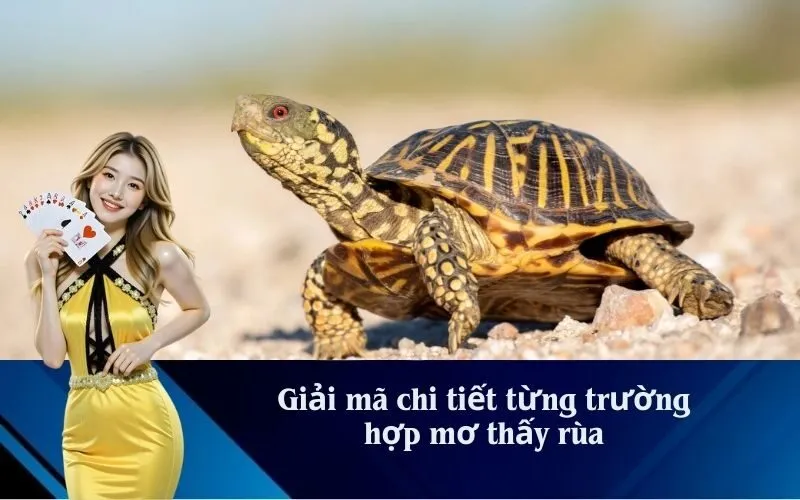 Giải mã chi tiết từng trường hợp mơ thấy rùa